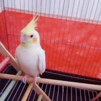 یک جفت عروس هلندی لوتینو|پرنده|مرودشت, بیست متری بیمارستان|دیوار