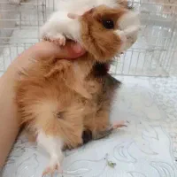 خوکچه هندی فشن