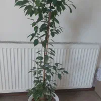 گل طبیعی|گل و گیاه طبیعی|شهریار, شهریار|دیوار