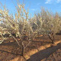 باغ میوه ماهدشت تهاتر|فروش زمین و ملک کلنگی|کرج, منطقه ویژه اقتصادی پیام|دیوار