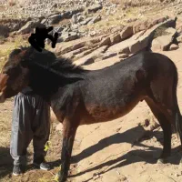 یک راس قاطر ۳ سال