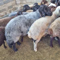 نر بره و قوچ هترو|حیوانات مزرعه|شاهرود, |دیوار