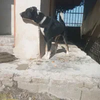 توله سرابی ۶ماهه
