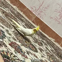 گمشده با مژدگانی خوب