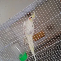 جفت عروس لتینو مولد به شرط|پرنده|تایباد, |دیوار