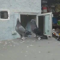 کبوتر