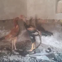 لاری افغان درجه۱|حیوانات مزرعه|گمیشان, |دیوار