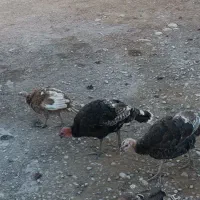 بوقلمون جوان