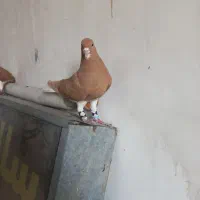 ماده رنگه