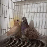 کبوتر رنگی درجه یک