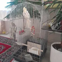 یک جفت عروس هلندی|پرنده|مراغه, |دیوار