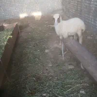سلام یک بره در حمیدیه