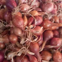 پیازچه قلی اباد