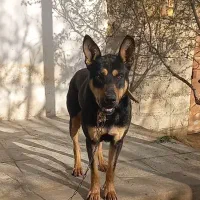 دوبرمن یکسالونیم