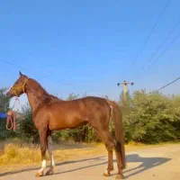 فروش اسب  عرب دوسر|اسب و تجهیزات اسب‌سواری|یزد, |دیوار