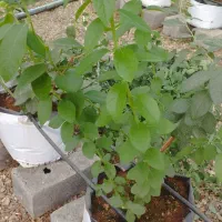 کار در گلخانه|استخدام صنعتی، فنی، مهندسی|تاکستان, |دیوار