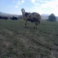 قوچ پلنگی