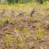 کارگر کشاورزم اسبارخدمات