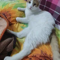 گربه مهربان و آرام|گربه|کرج, عظیمیه|دیوار