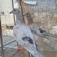 کبوتر هفترنگ خطی