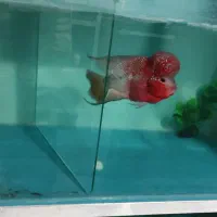 ماهی .فلاور .اکواریوم