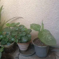 گلهای آپارتمانی|گل و گیاه طبیعی|کرمانشاه, |دیوار