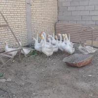 ۱۴عدد قوقازچینی اصل درجه یک نروماده هستن