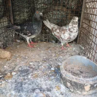 کبوتر|پرنده|شاهرود, |دیوار