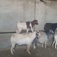 ۷راس بزدرجه یک جوان|حیوانات مزرعه|تنکمان, |دیوار