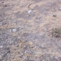 اجاره نیم هکتار زمین کشاورزی مرغوب