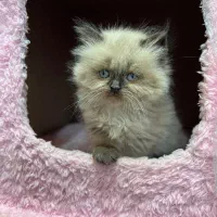 عروسک چشم آبی