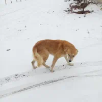 سگ ژرمن
