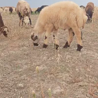 بره نر|حیوانات مزرعه|انبارآلوم, |دیوار