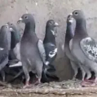 برنامه چاشنی و یکسرشال
