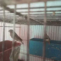 فنچ وسینه سرخ عوض مرغ عشق انگلیسی یاسهره نر