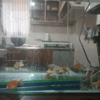 گلفیش ردکپ وپرسکال