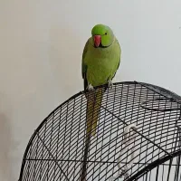 طوطی ملنگو نر ۲ ساله