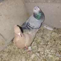 کبوتر رنگی پلاکی