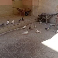 سینه ای و ... کفتر