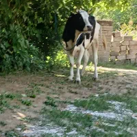 دوراس‌هلیشتاین‌اصیل‌‌(فقط ‌نقد)