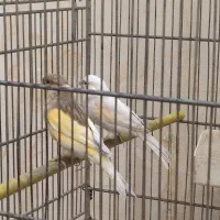 یک جفت قناری نر و ماده جفتی سره