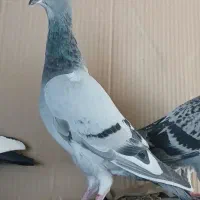 کفتر پلاکی سبز کوهی ونکی جوجه نر وکله سرکه ای ماده|پرنده|شیراز, اصلاحنژاد|دیوار