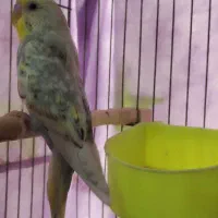 دو عدد مرغ عشق نر با تمام لوازم و قفس|پرنده|گلبهار, شهر جدید گلبهار|دیوار