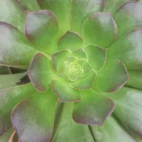 گلهای طبیعی