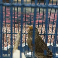 سهره قناری نر|پرنده|قم, قلعه کامکار|دیوار