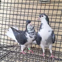 کبوتر دمگیر