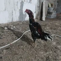 خروس لاری اصل و نصب دار .۱۰ ماهه