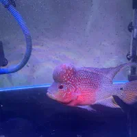 ماهی فلاور|ماهی|شیراز, غدیر جنوبی|دیوار