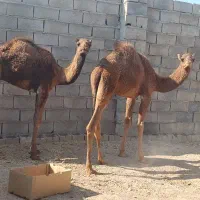 هاشی شتر|حیوانات مزرعه|بافق, |دیوار