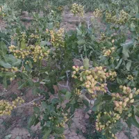 باغ-پسته
